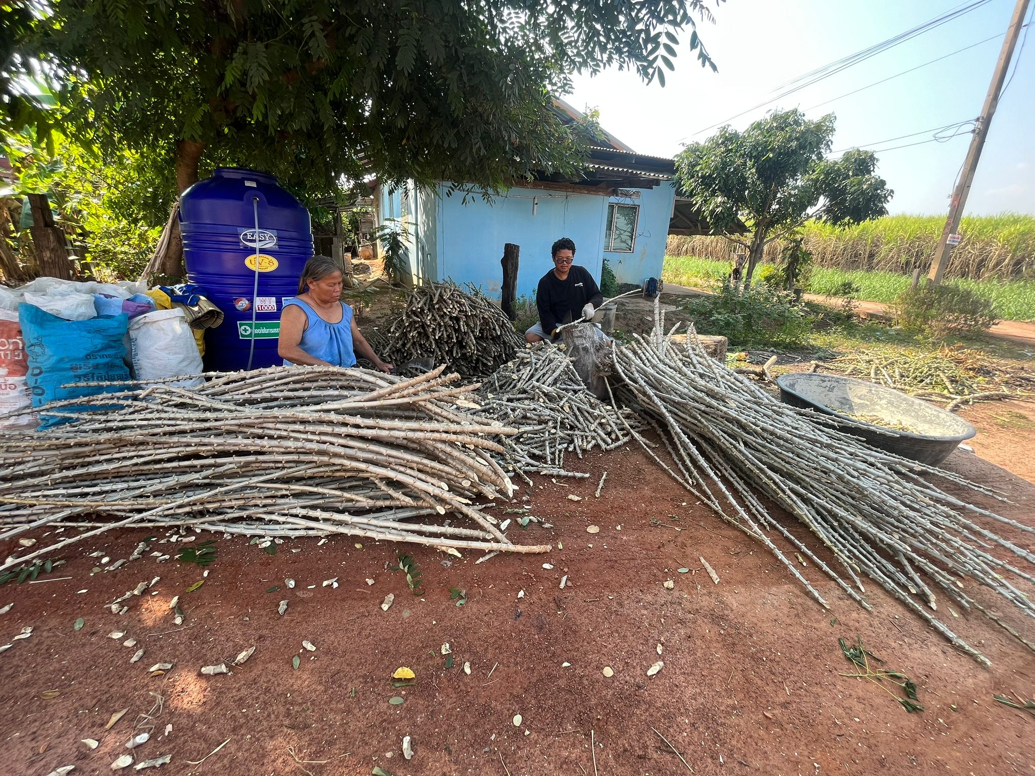 Cassava hard work
