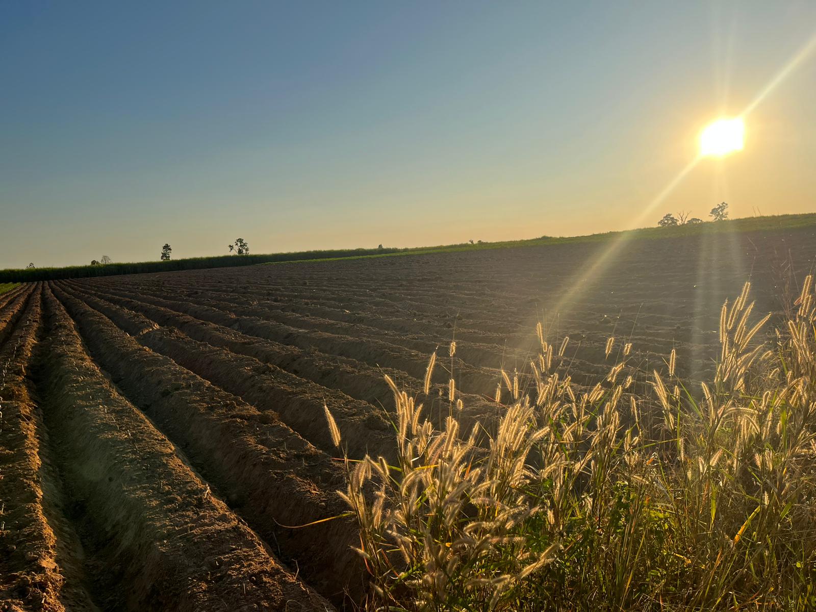 Cassava field in rural Thailand